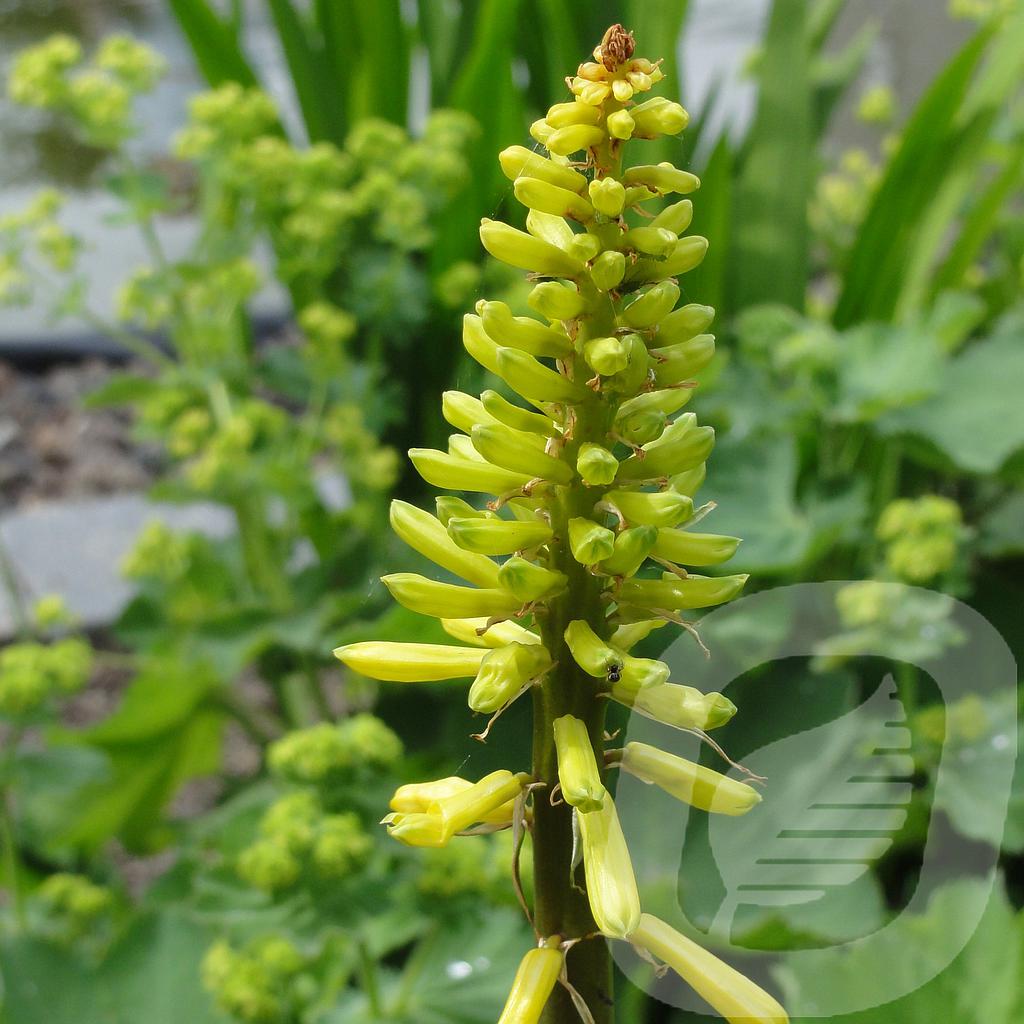 [KNILPOPS-C2] Kniphofia 'Lemon Popsicle'®