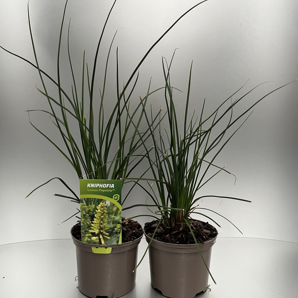 [KNILPOPS-C2] Kniphofia 'Lemon Popsicle'®