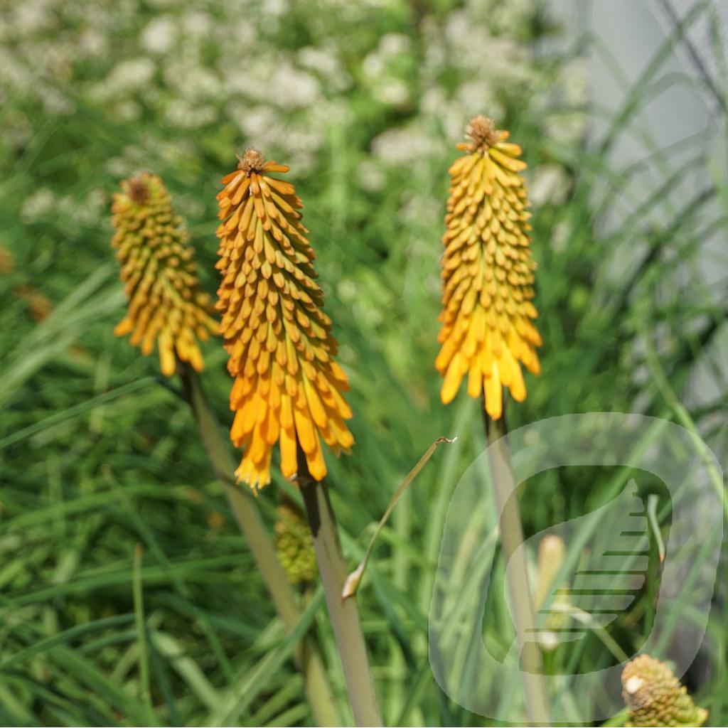 [KNIMPOPS-C2] Kniphofia 'Mango Popsicle'®