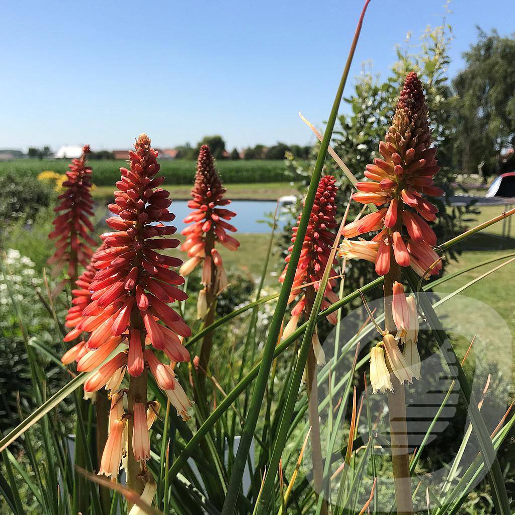 [KNIOVPOP-C2] Kniphofia 'Orange Vanilla Popsicle'®