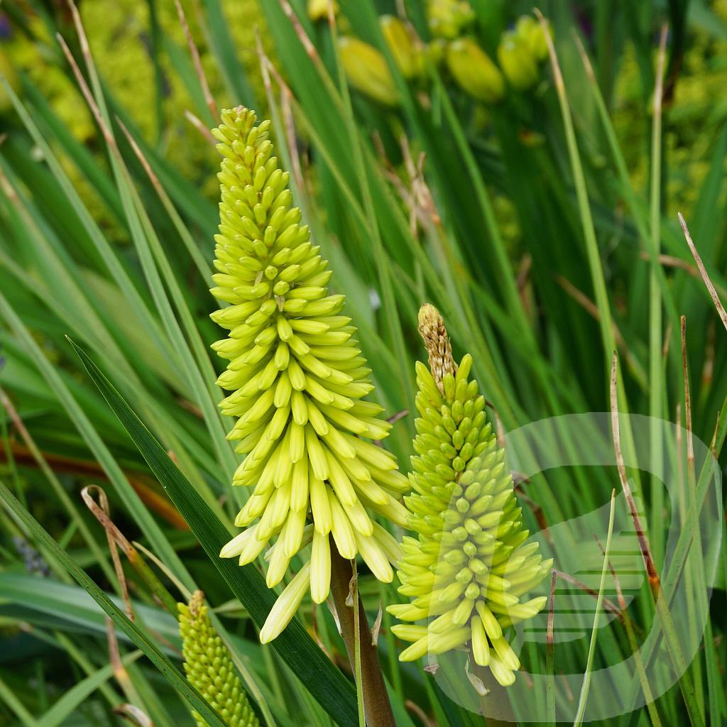 [KNIPIPOP-C2] Kniphofia 'Pinapple Popsicle'®