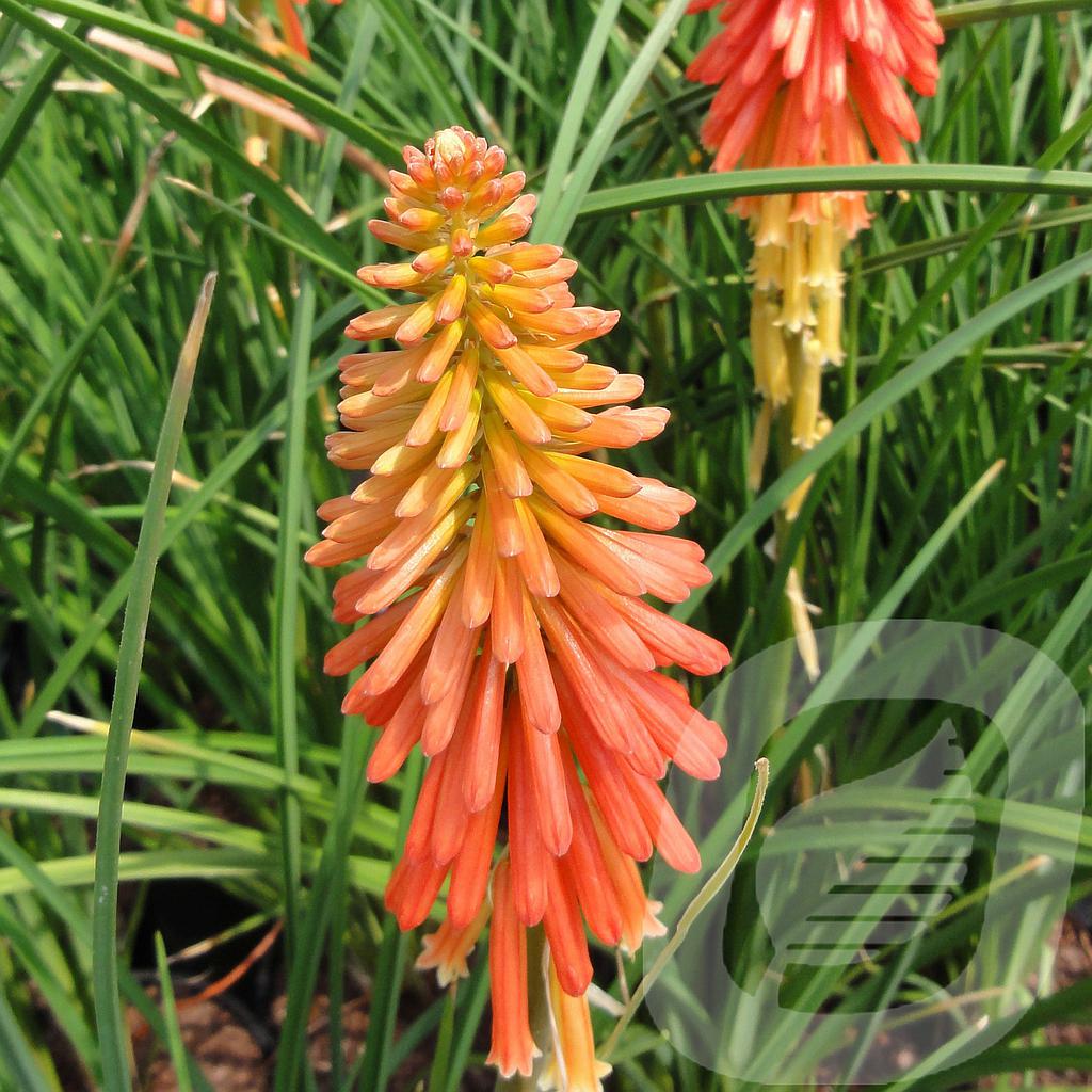 [KNIPPOPS-C2] Kniphofia 'Papaya Popsicle'®