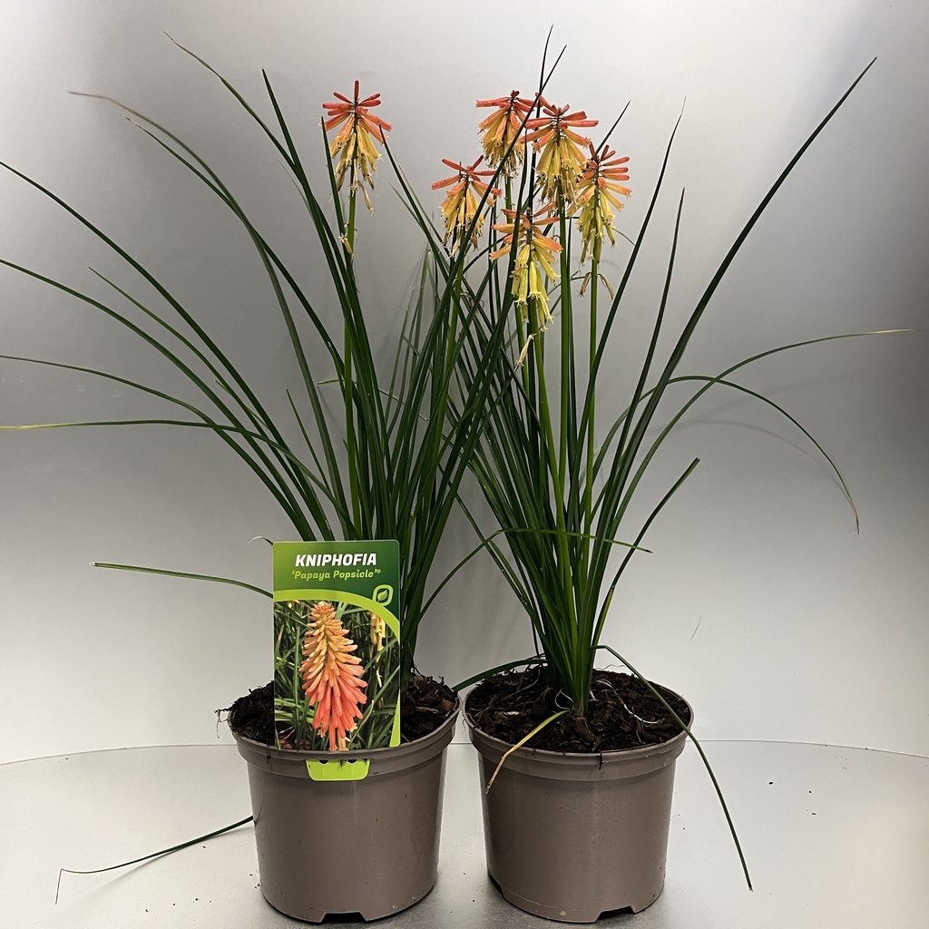 [KNIPPOPS-C2] Kniphofia 'Papaya Popsicle'®