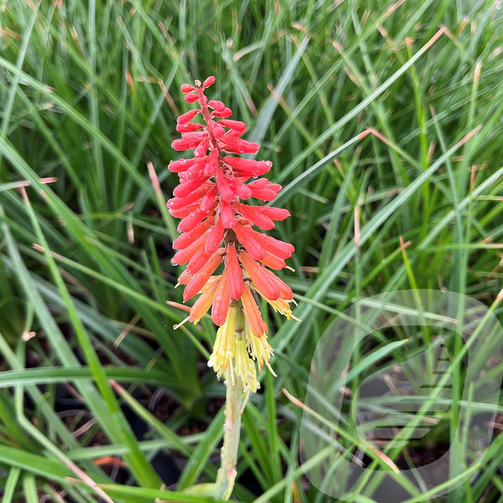 [KNIRCAST-C2] Kniphofia uvaria 'Royal Castle'