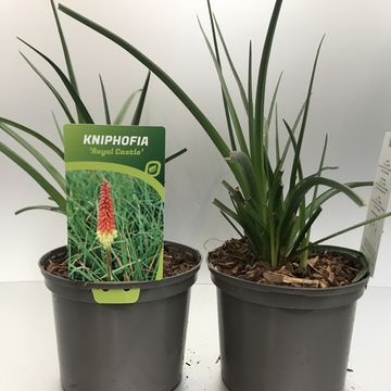 [KNIRCAST-C2] Kniphofia uvaria 'Royal Castle'