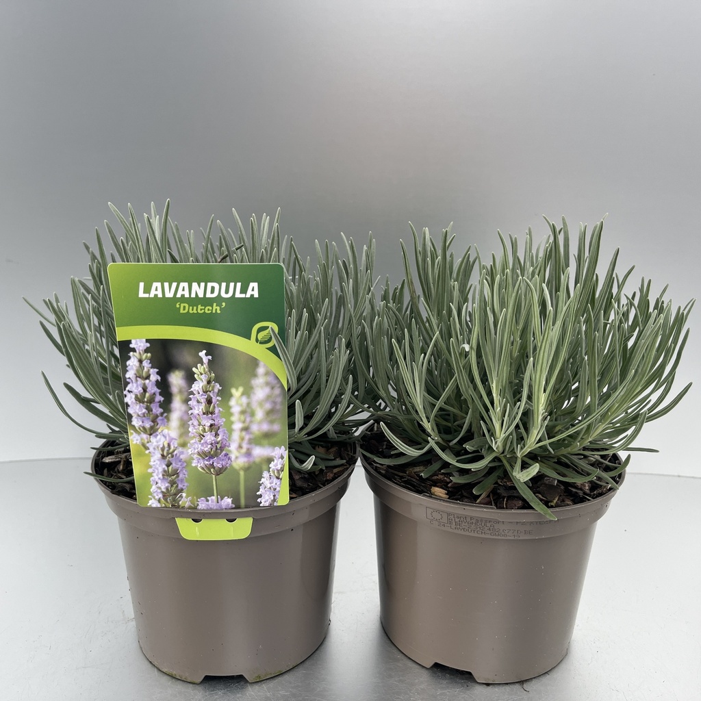 [LAVDUTCH-C2] Lavandula int. 'Dutch'