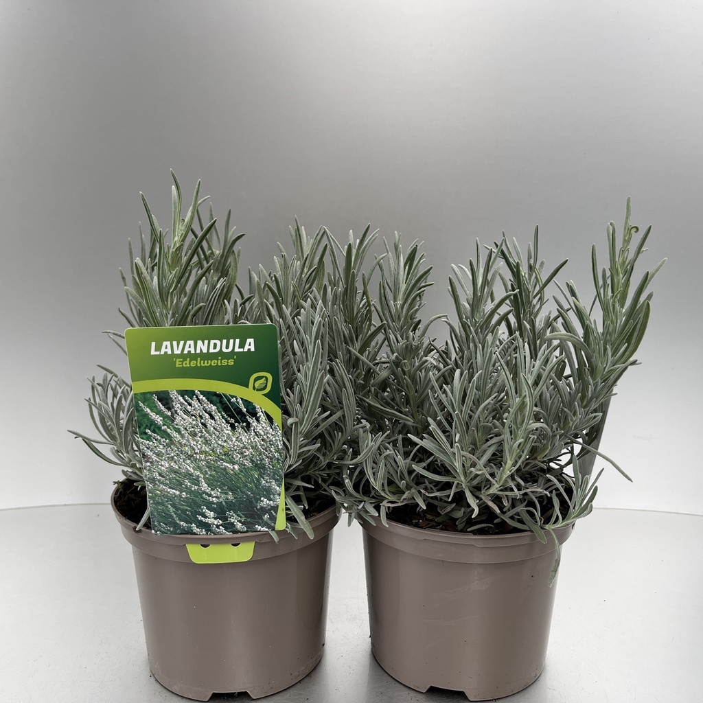 [LAVEDELW-C2] Lavandula ang. 'Edelweiss'