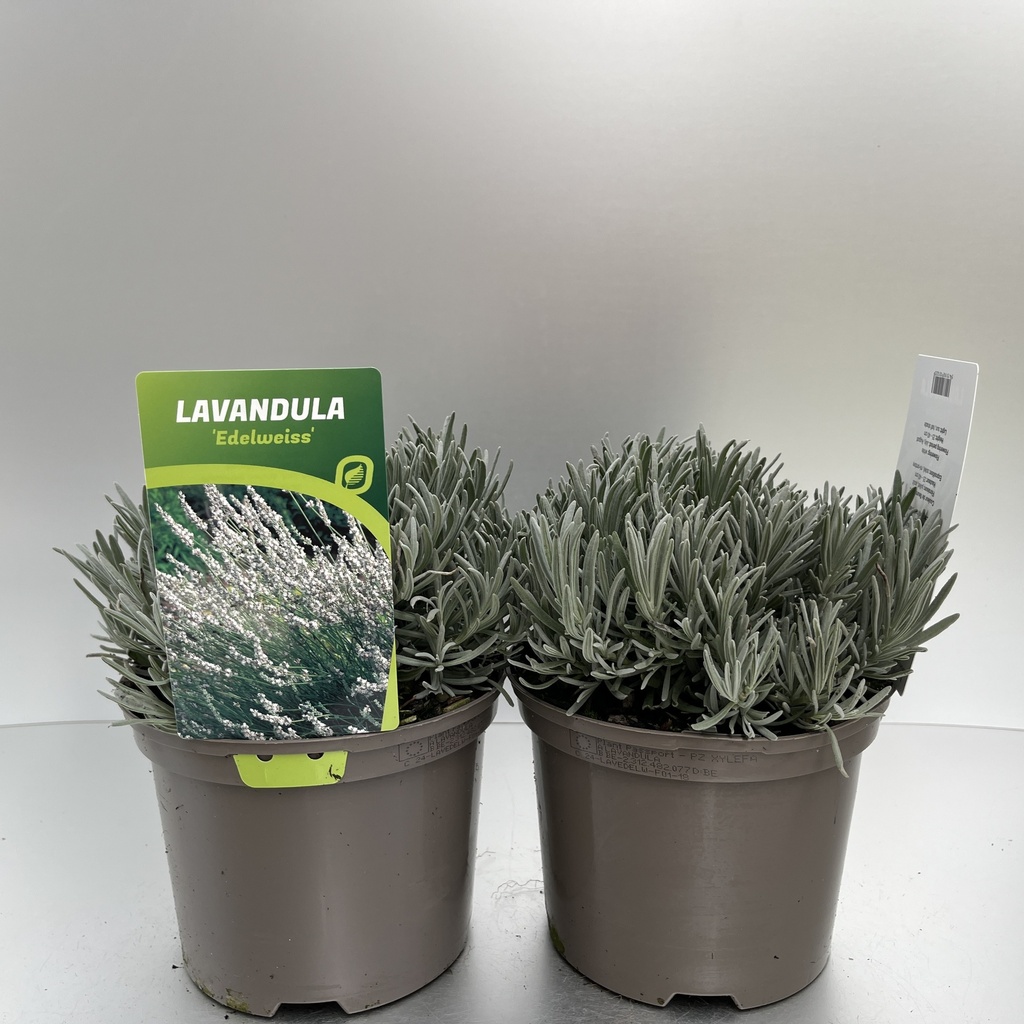 [LAVEDELW-C2] Lavandula ang. 'Edelweiss'