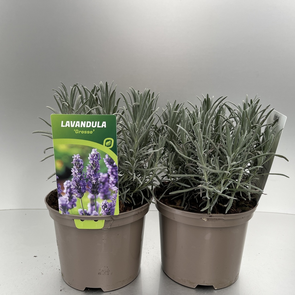 [LAVGROSS-C2] Lavandula ang. 'Grosso'