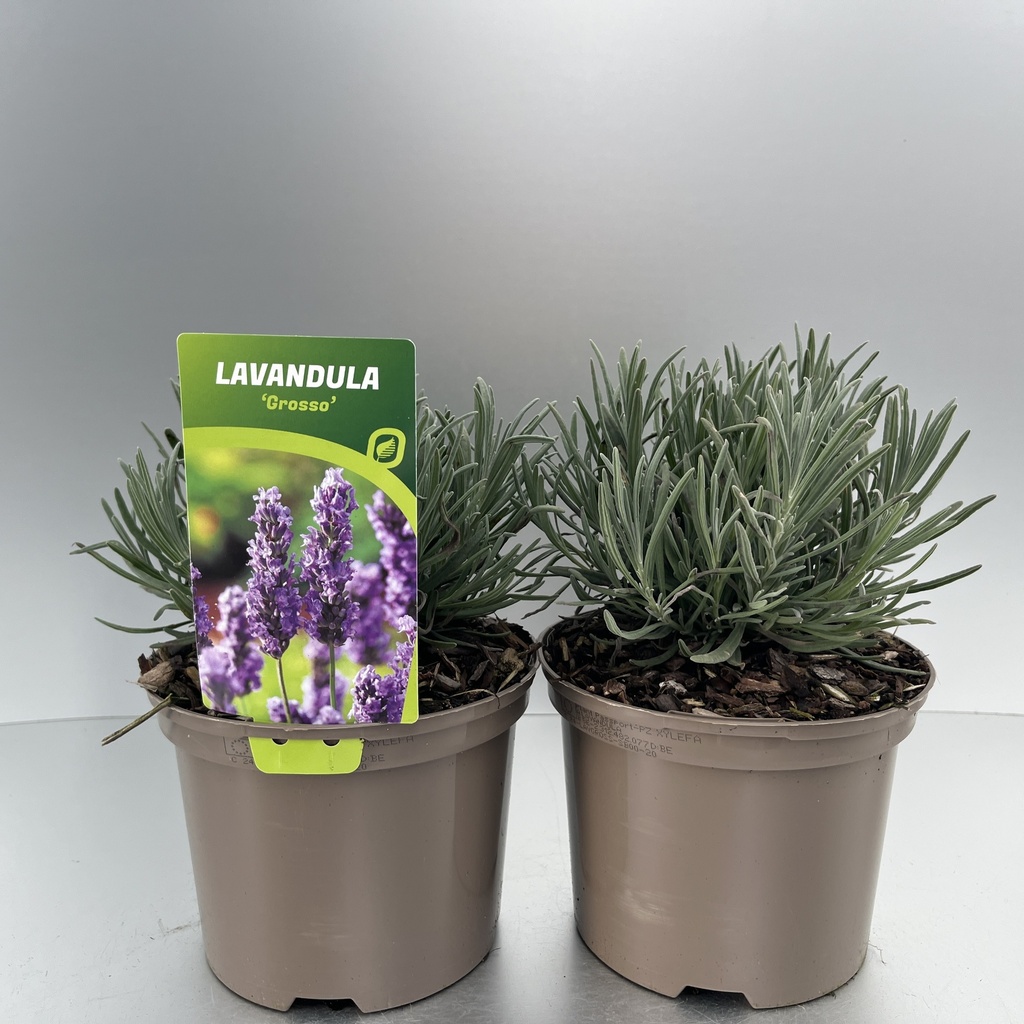 [LAVGROSS-C2] Lavandula ang. 'Grosso'