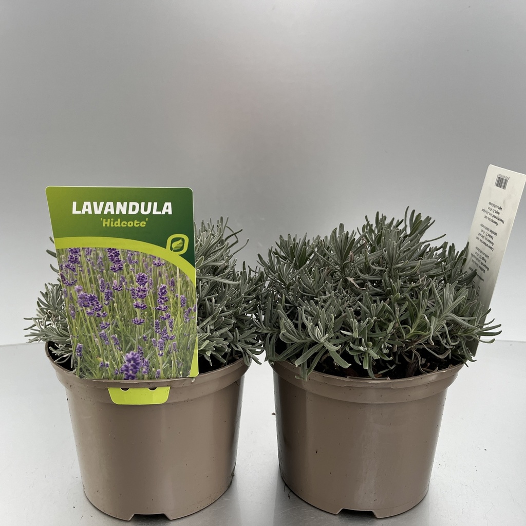 [LAVHIDCO-C2] Lavandula ang. 'Hidcote'