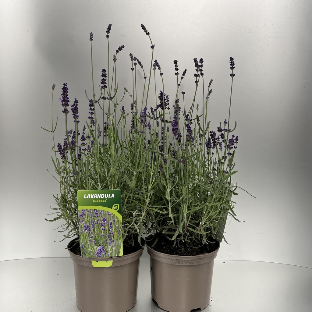 [LAVHIDCO-C2] Lavandula ang. 'Hidcote'