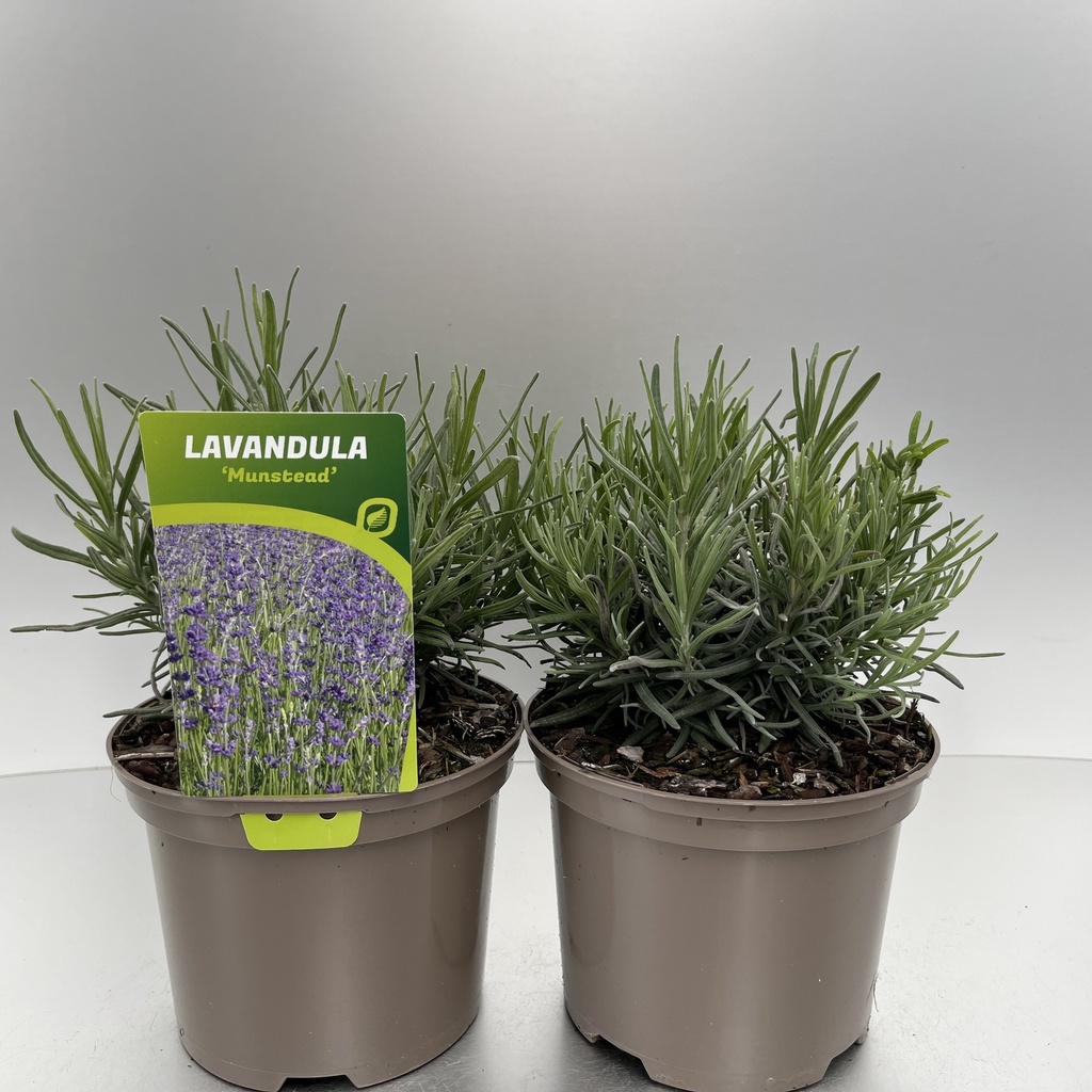[LAVMUNST-C2] Lavandula ang. 'Munstead'