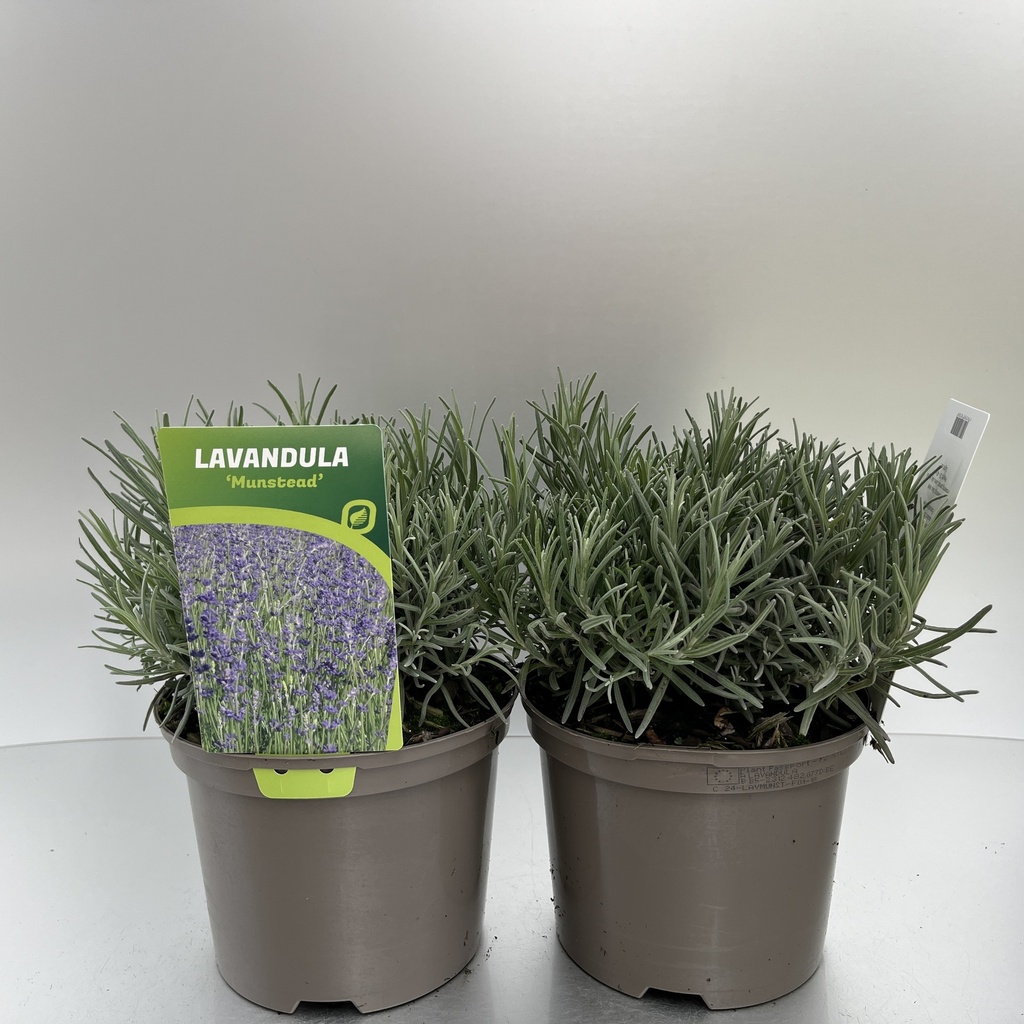 [LAVMUNST-C2] Lavandula ang. 'Munstead'