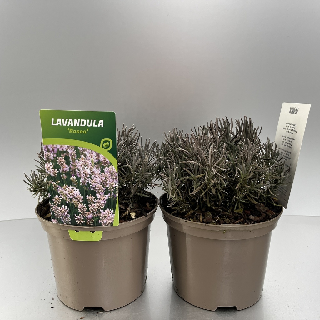 [LAVROSEA-C2] Lavandula ang. 'Rosea'