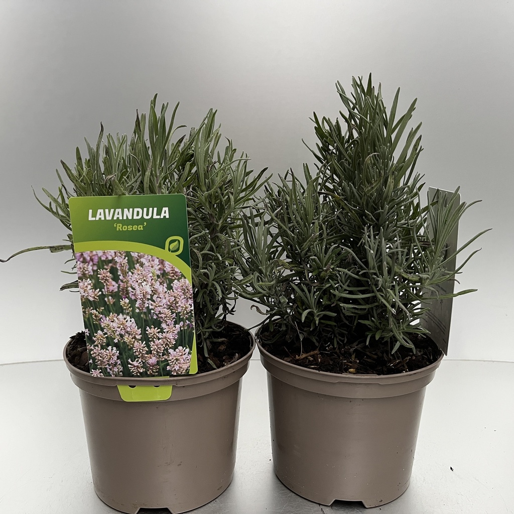 [LAVROSEA-C2] Lavandula ang. 'Rosea'