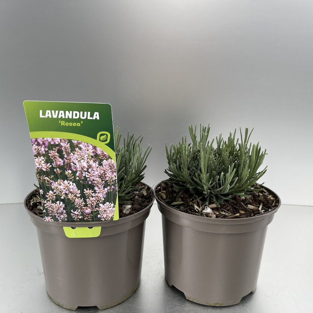 [LAVROSEA-C2] Lavandula ang. 'Rosea'