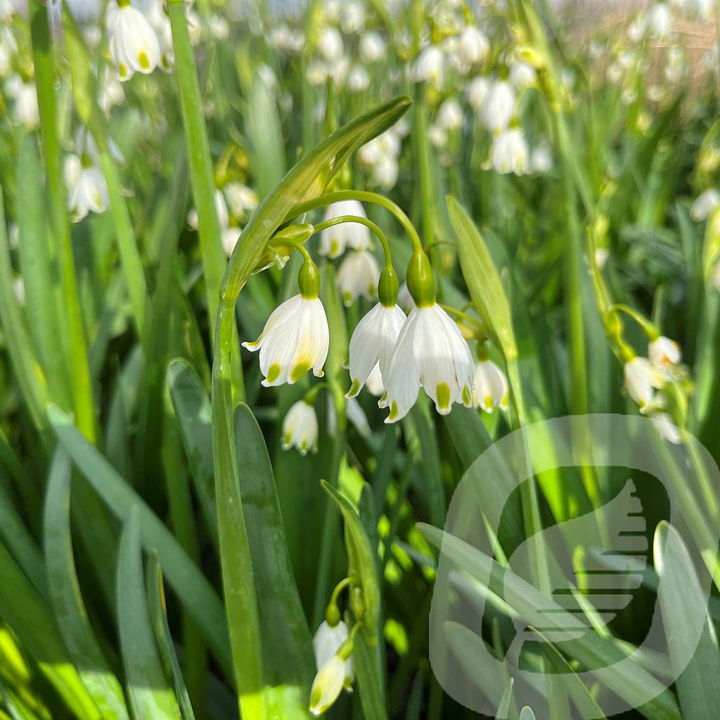 [LEUGGIAN-C2] Leucojum aestivum 'Gravetye Giant'