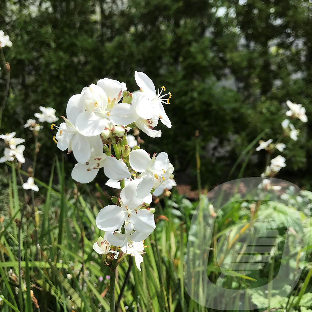 [LIBGRAND-C2] Libertia grandiflora