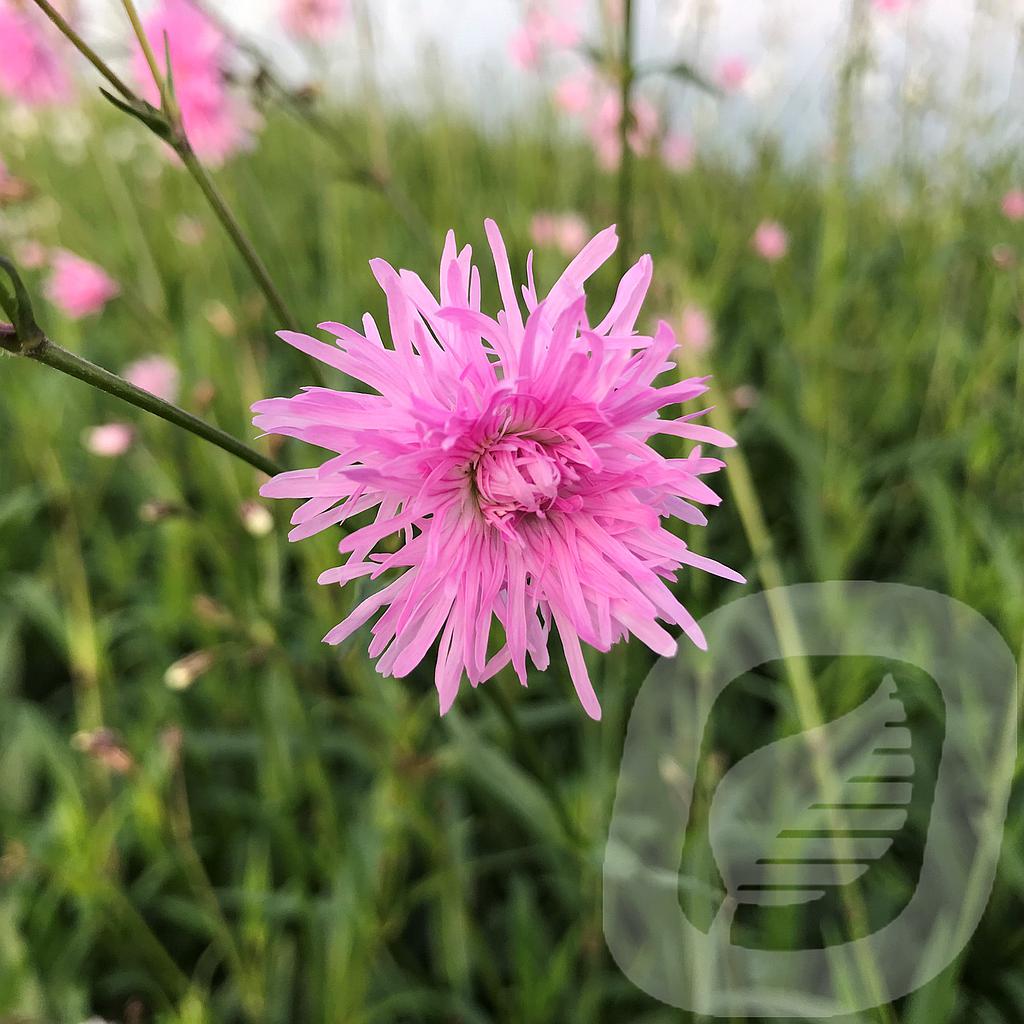 [LYCJENNY-C2] Lychnis 'Jenny'®