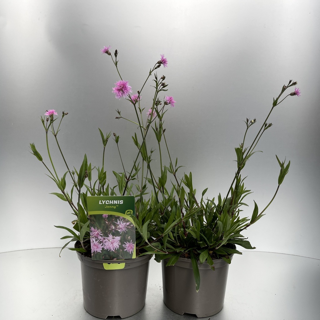 [LYCJENNY-C2] Lychnis 'Jenny'®