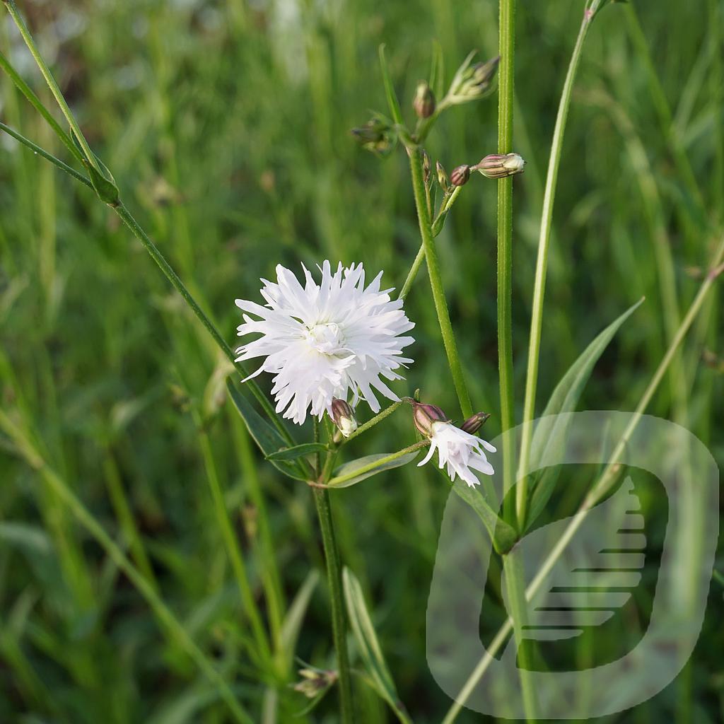 [LYCPHENR-C2] Lychnis 'Petit Henri'®