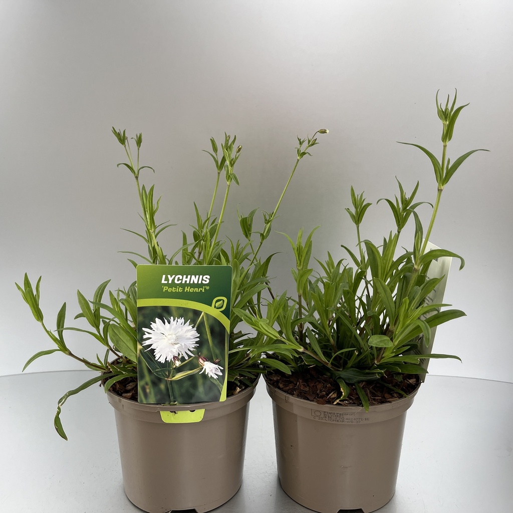 [LYCPHENR-C2] Lychnis 'Petit Henri'®