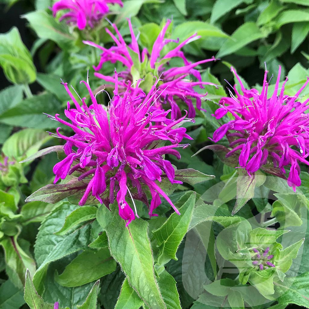 [MONBLILA-C2] Monarda didyma 'Balmy Lilac'