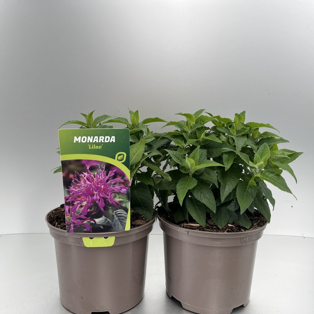 [MONBLILA-C2] Monarda didyma 'Balmy Lilac'