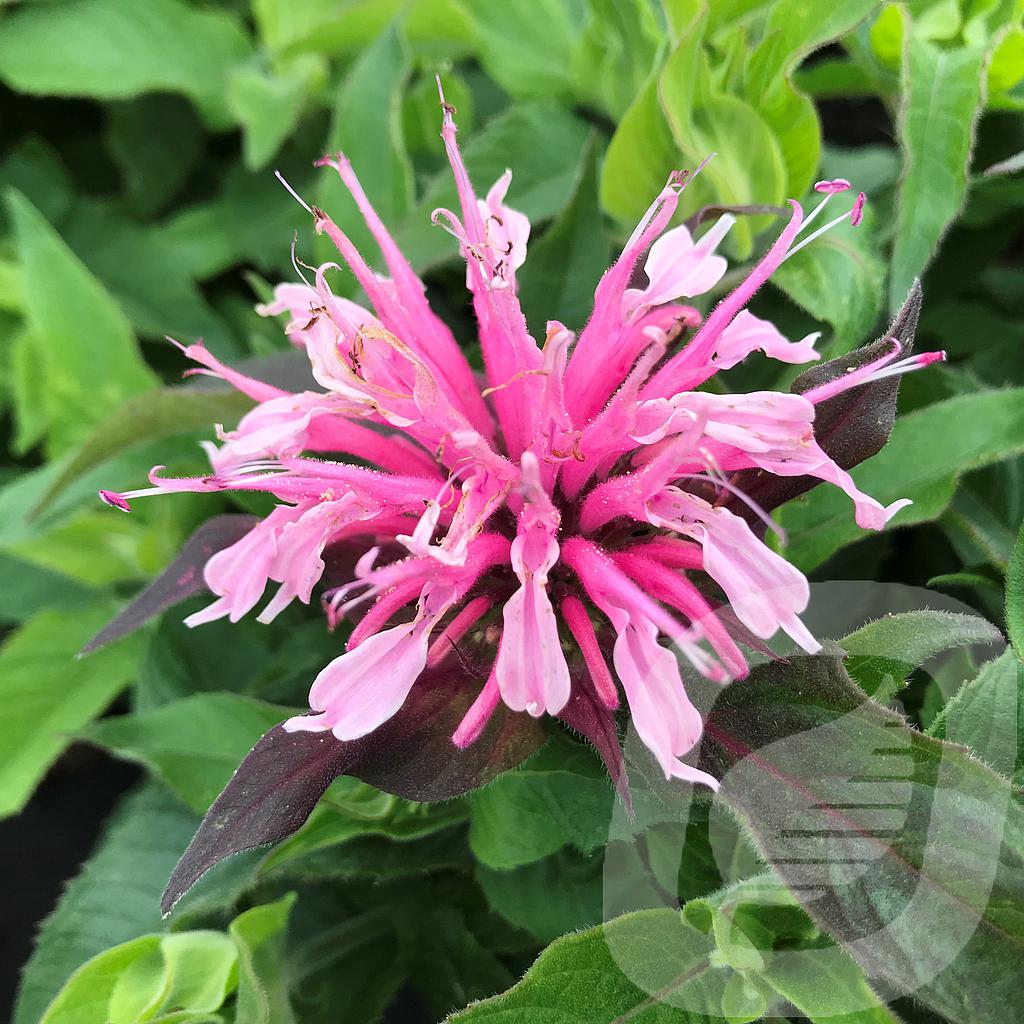 [MONBPINK-C2] Monarda didyma 'Balmy Pink'