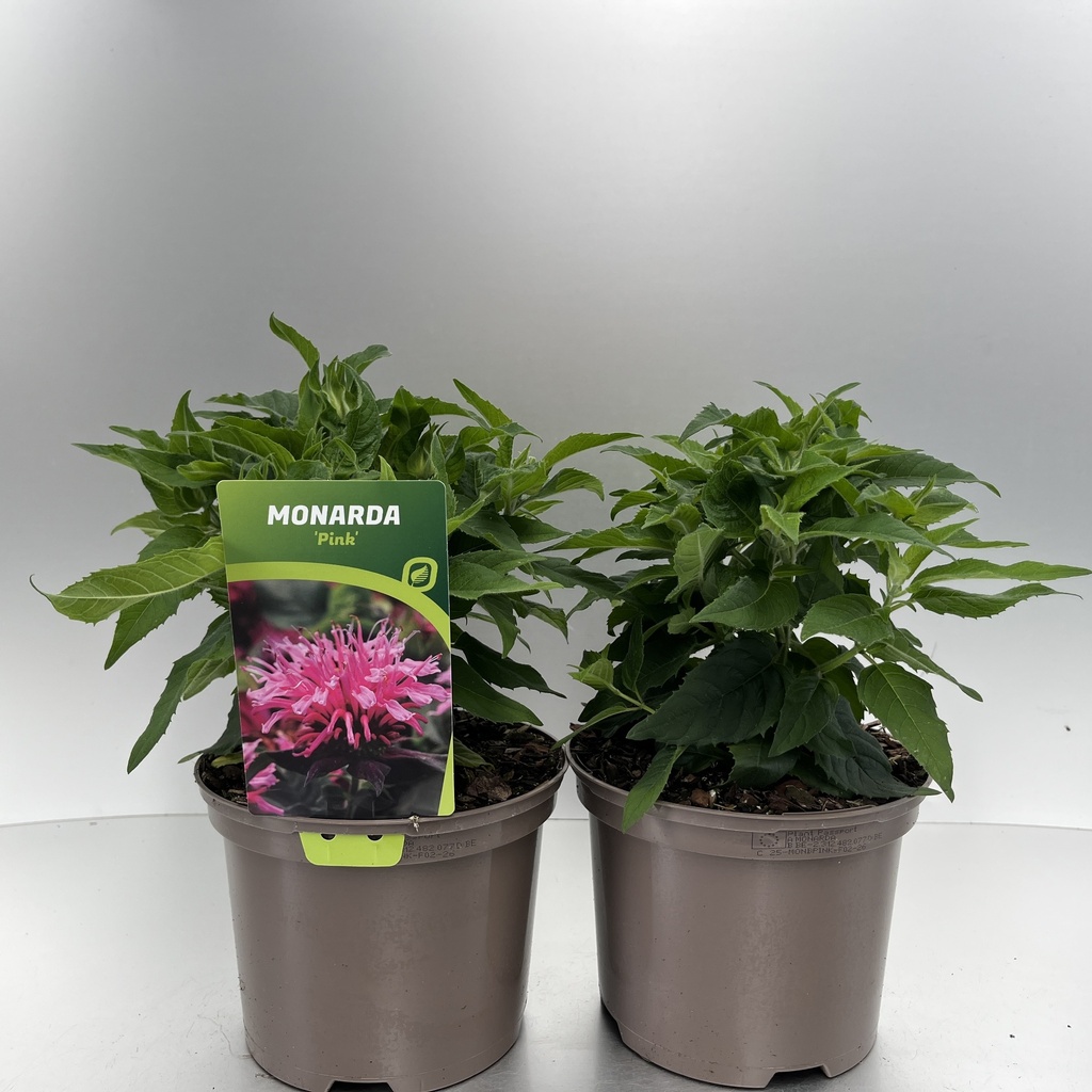 [MONBPINK-C2] Monarda didyma 'Balmy Pink'