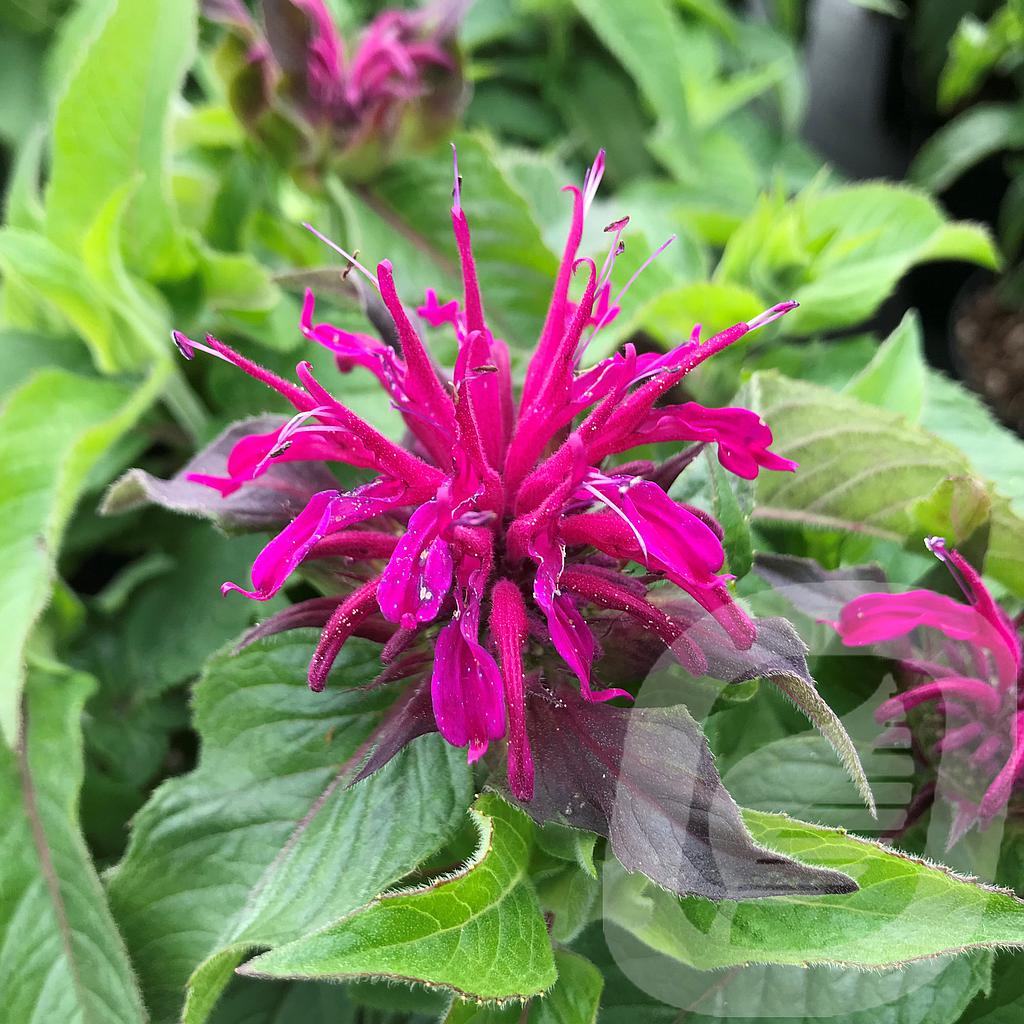 [MONBPURP-C2] Monarda didyma 'Balmy Purple'