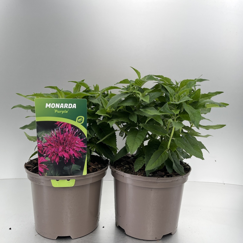 [MONBPURP-C2] Monarda didyma 'Balmy Purple'