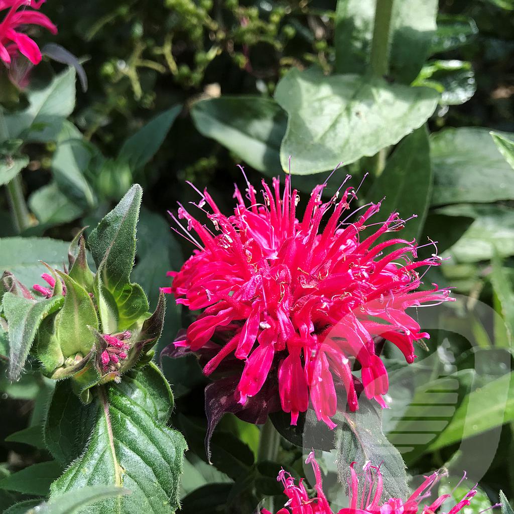 [MONBROSE-C2] Monarda didyma 'Balmy Rose'