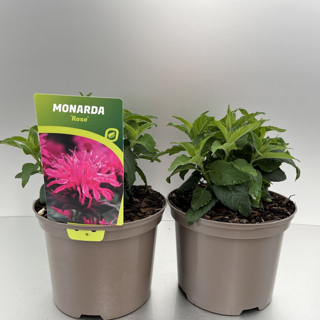 [MONBROSE-C2] Monarda didyma 'Balmy Rose'