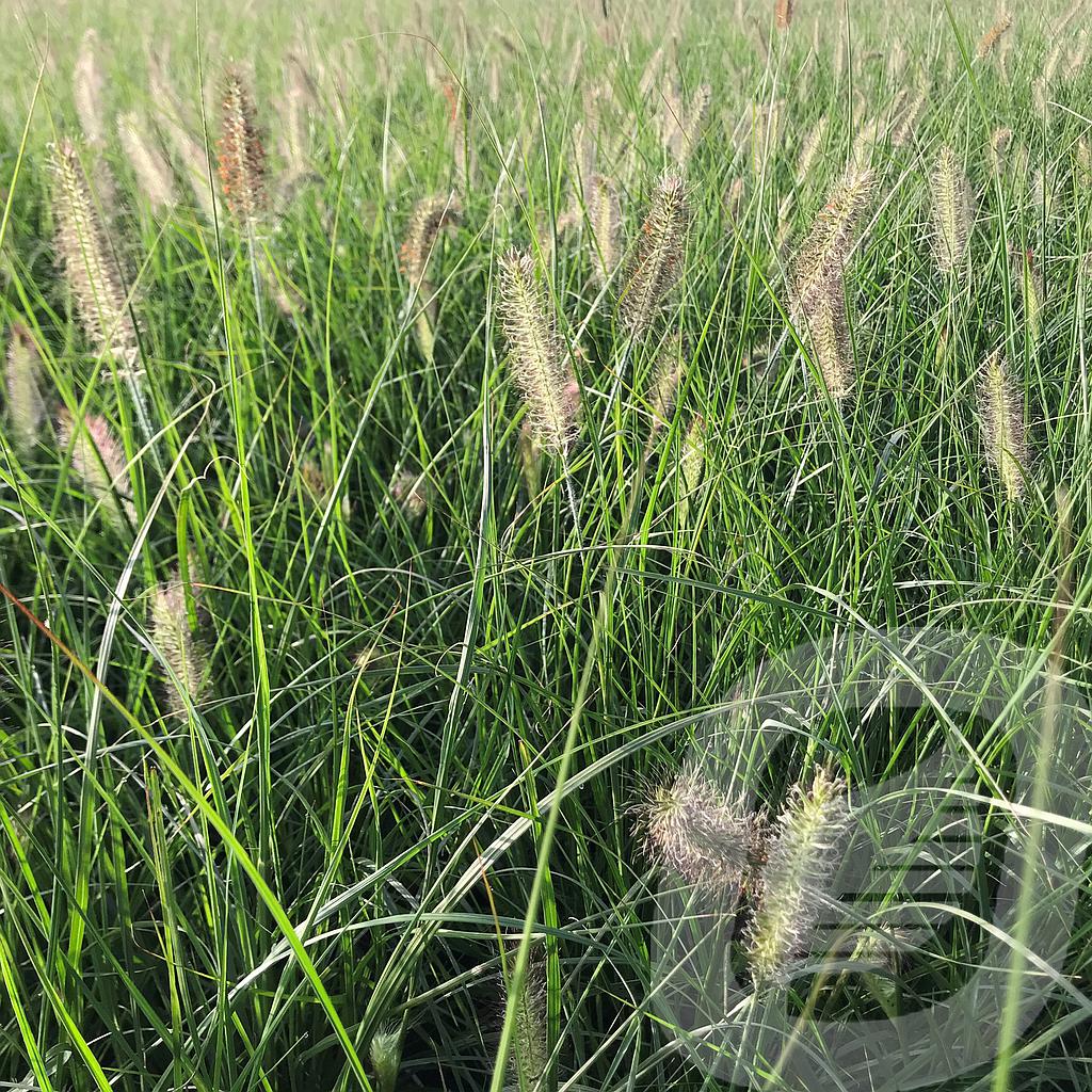 [PENHAMEL-C2] Pennisetum alopecuroides 'Hameln'