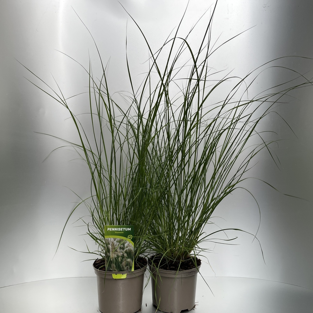 [PENHAMEL-C2] Pennisetum alop. 'Hameln'