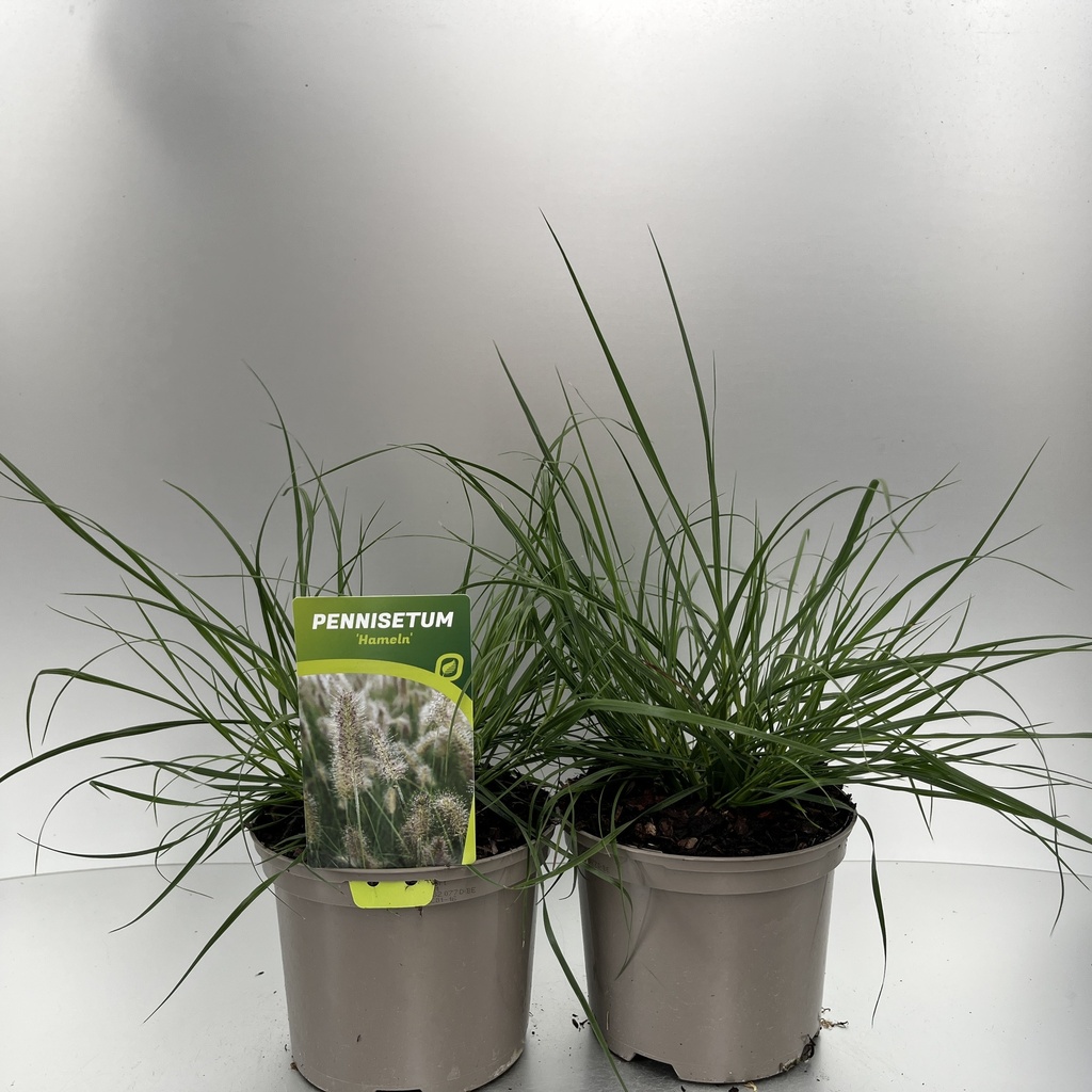 [PENHAMEL-C2] Pennisetum alopecuroides 'Hameln'
