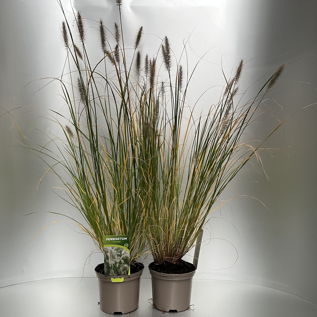 [PENHAMEL-C2] Pennisetum alopecuroides 'Hameln'