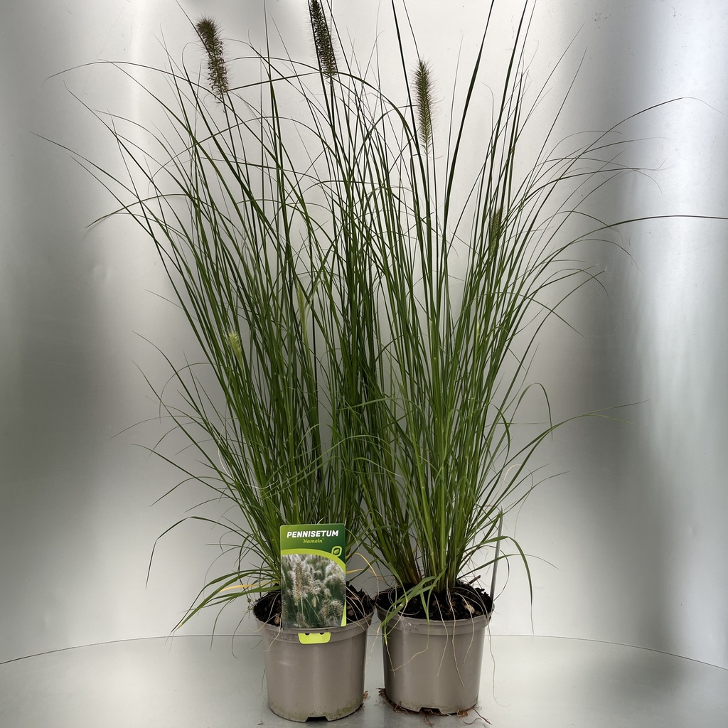 [PENHAMEL-C2] Pennisetum alopecuroides 'Hameln'