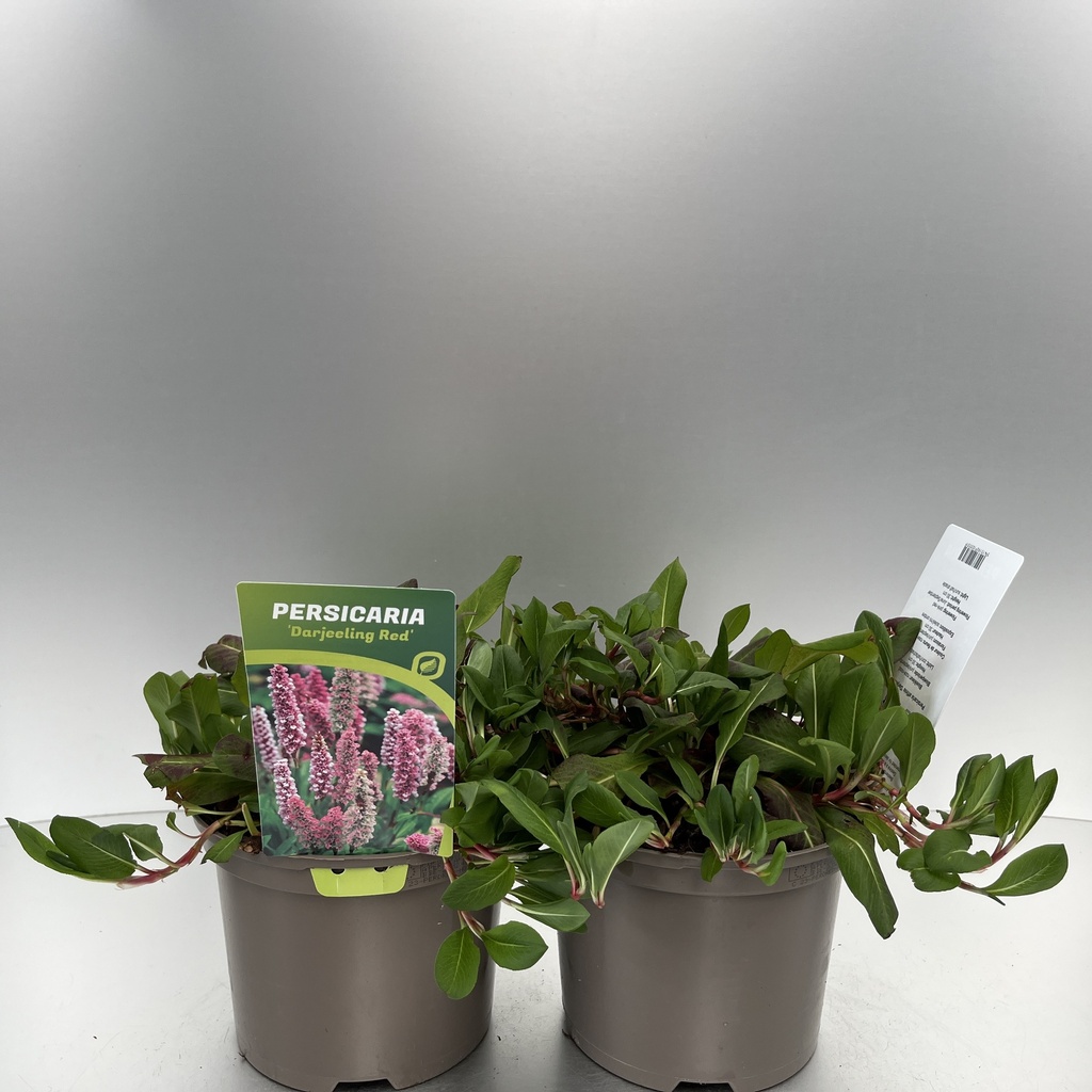 [PERDRED-C2] Persicaria affinis 'Darjeeling Red'