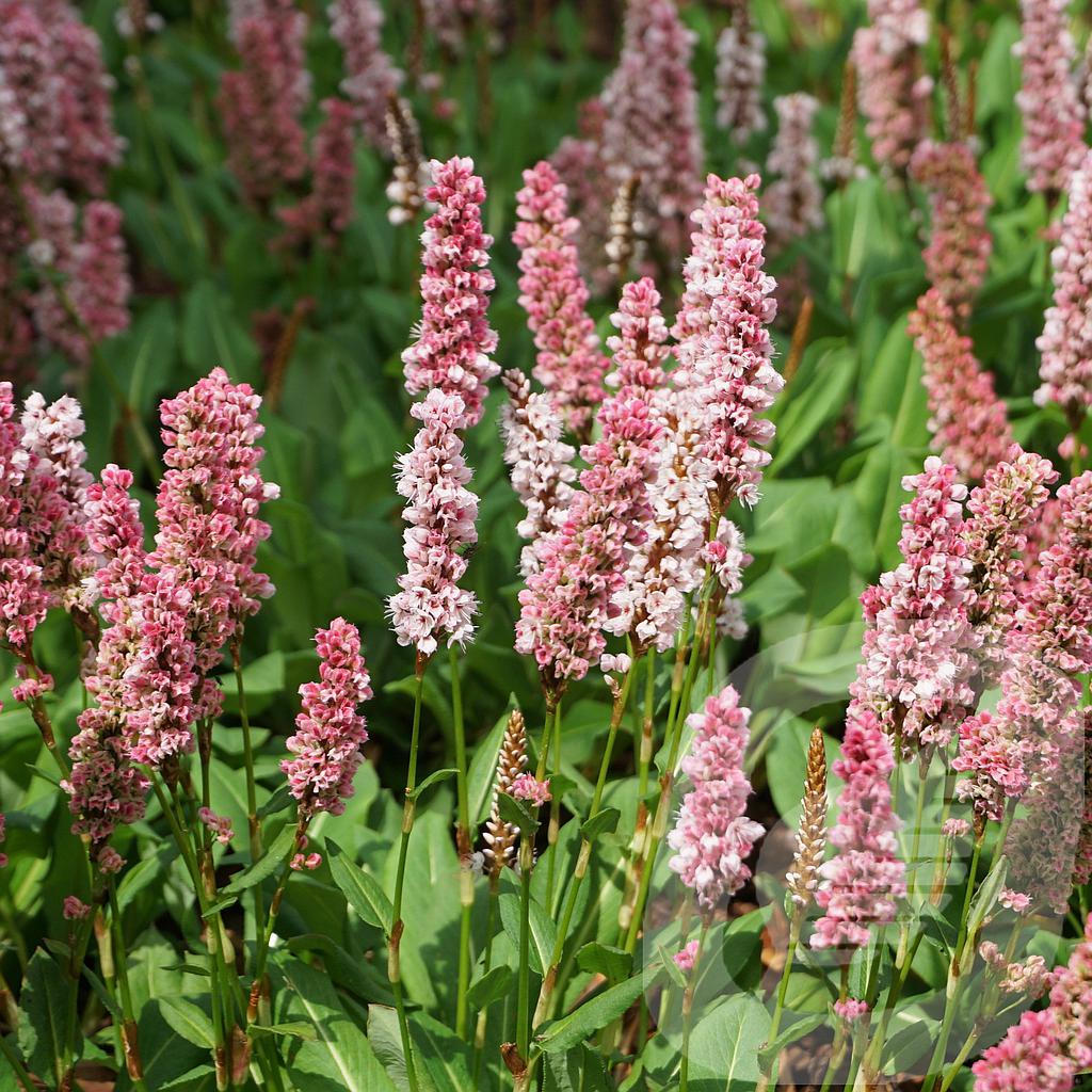 [PERKABOU-C2] Persicaria affinis 'Kabouter'