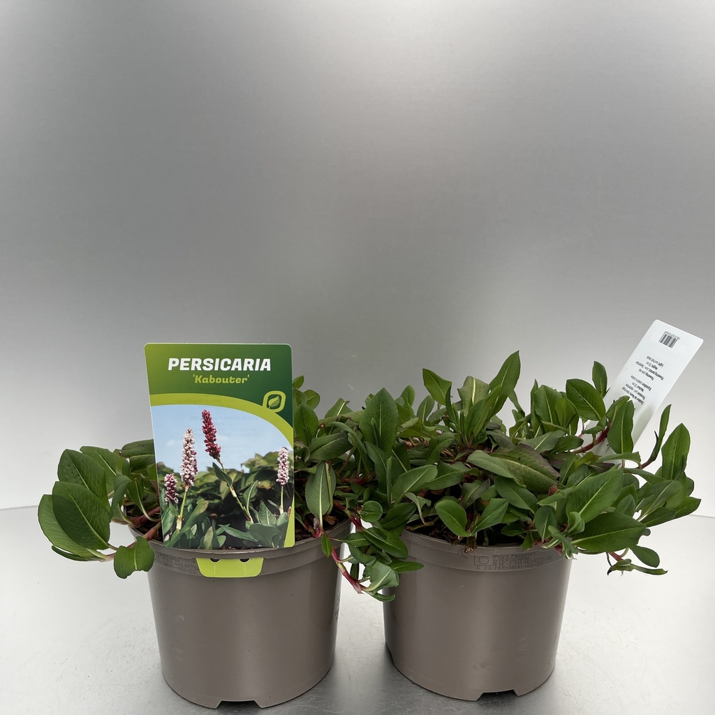 [PERKABOU-C2] Persicaria affinis 'Kabouter'