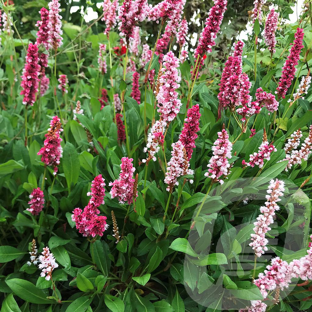 [PERSUPER-C2] Persicaria affinis 'Superba'