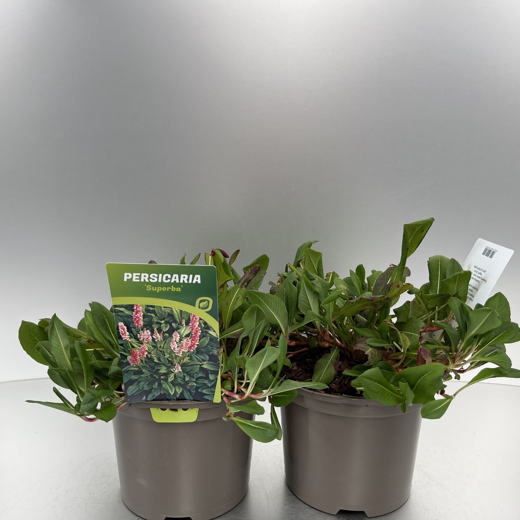 [PERSUPER-C2] Persicaria affinis 'Superba'