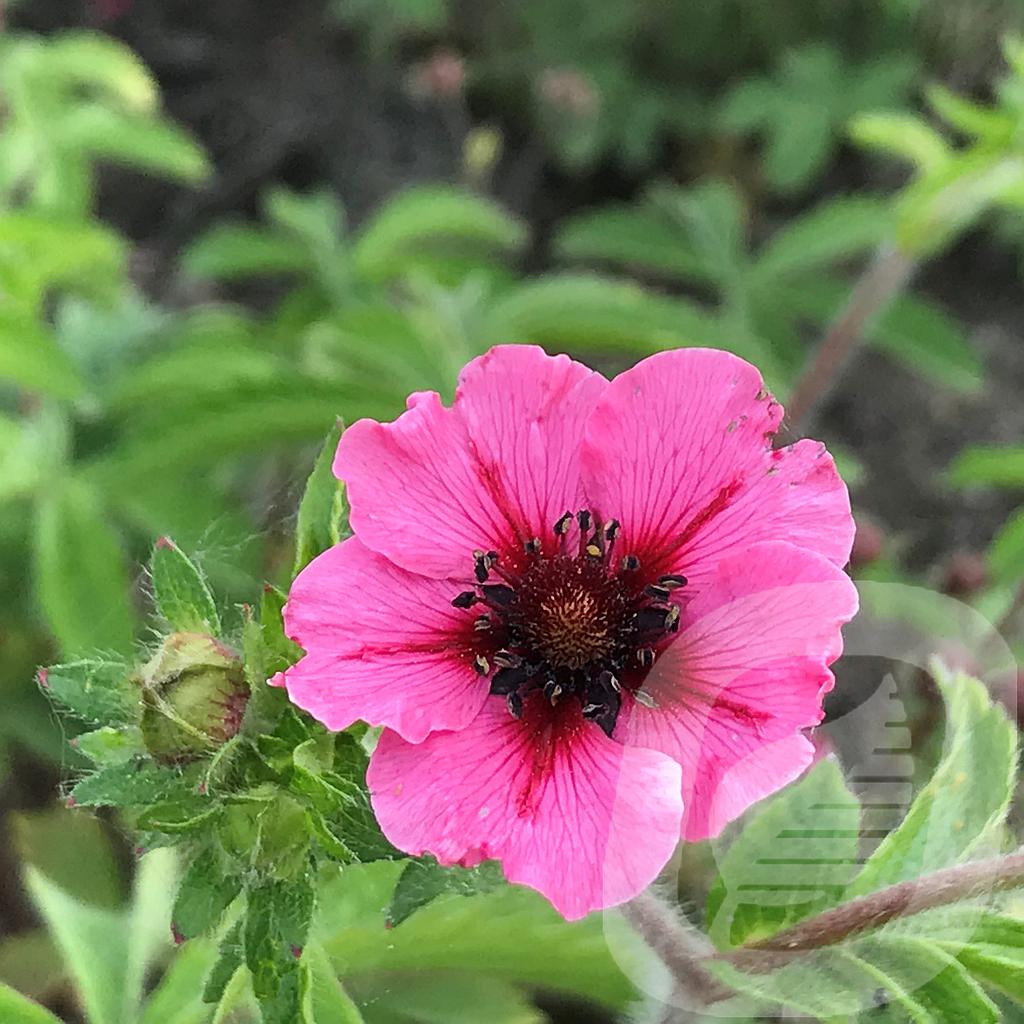 [POTMWILL-C2] Potentilla nepalensis 'Miss Willmott'