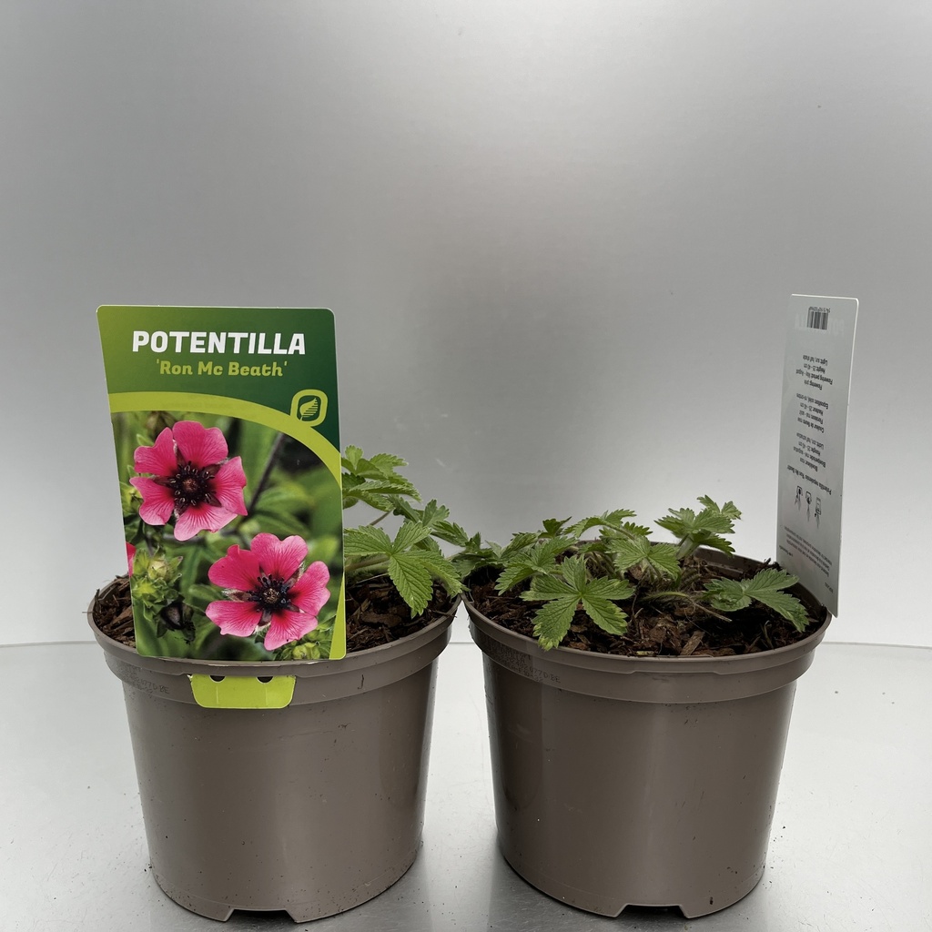 [POTRMBEA-C2] Potentilla nepalensis 'Ron Mc Beath'