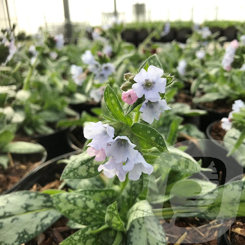 [PULOPAL-C2] Pulmonaria 'Opal'®