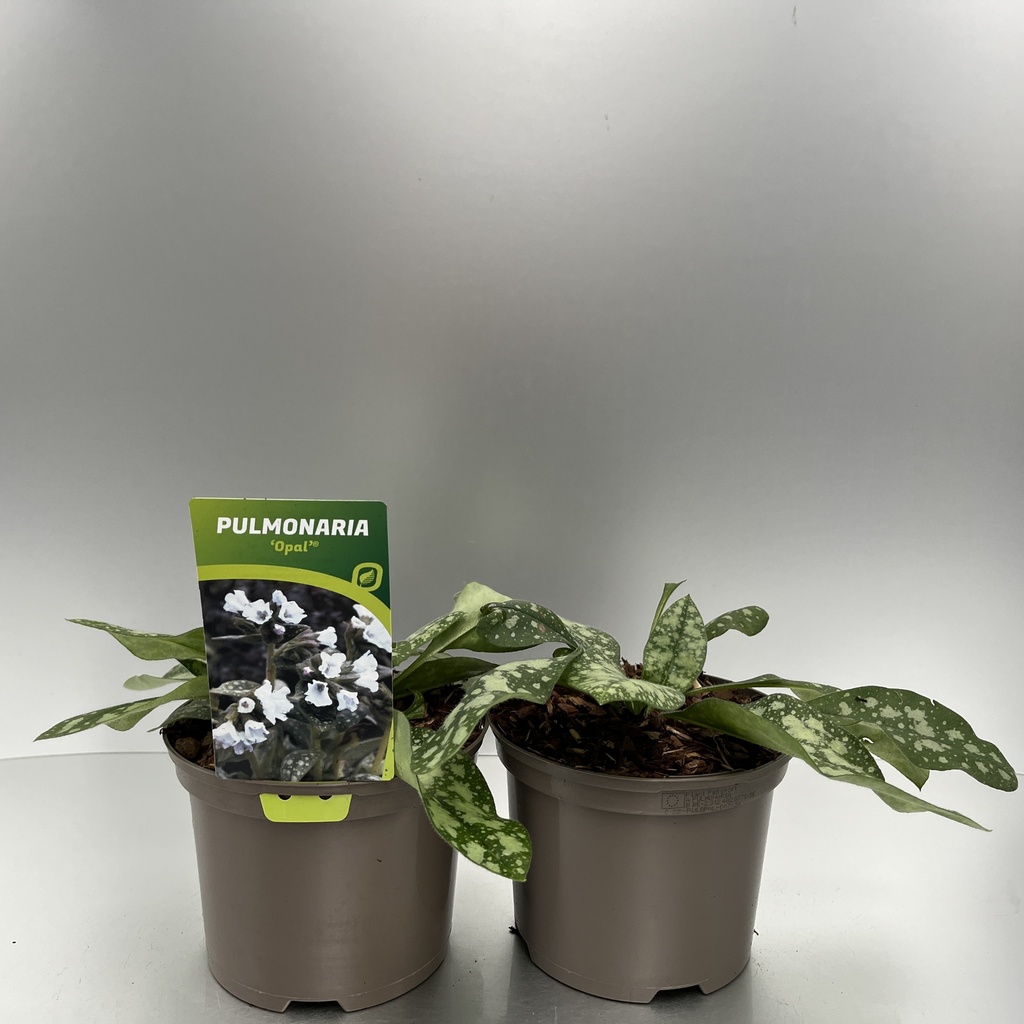 [PULOPAL-C2] Pulmonaria 'Opal'®