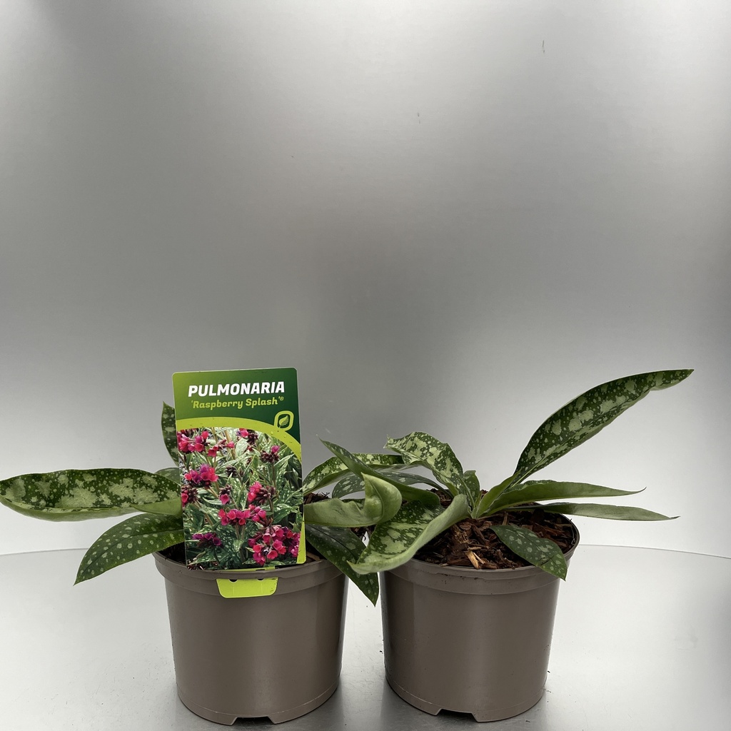 [PULRSPLA-C2] Pulmonaria 'Raspberry Splash'®